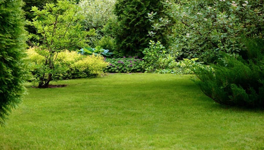 Árboles forestales de calidad para tu jardín
