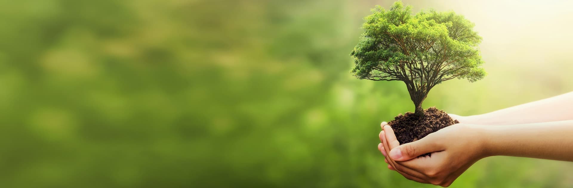 ¡Consúltenos y elija el árbol perfecto para su jardín!