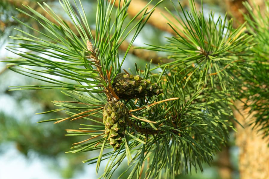 Especies forestales de otras regiones