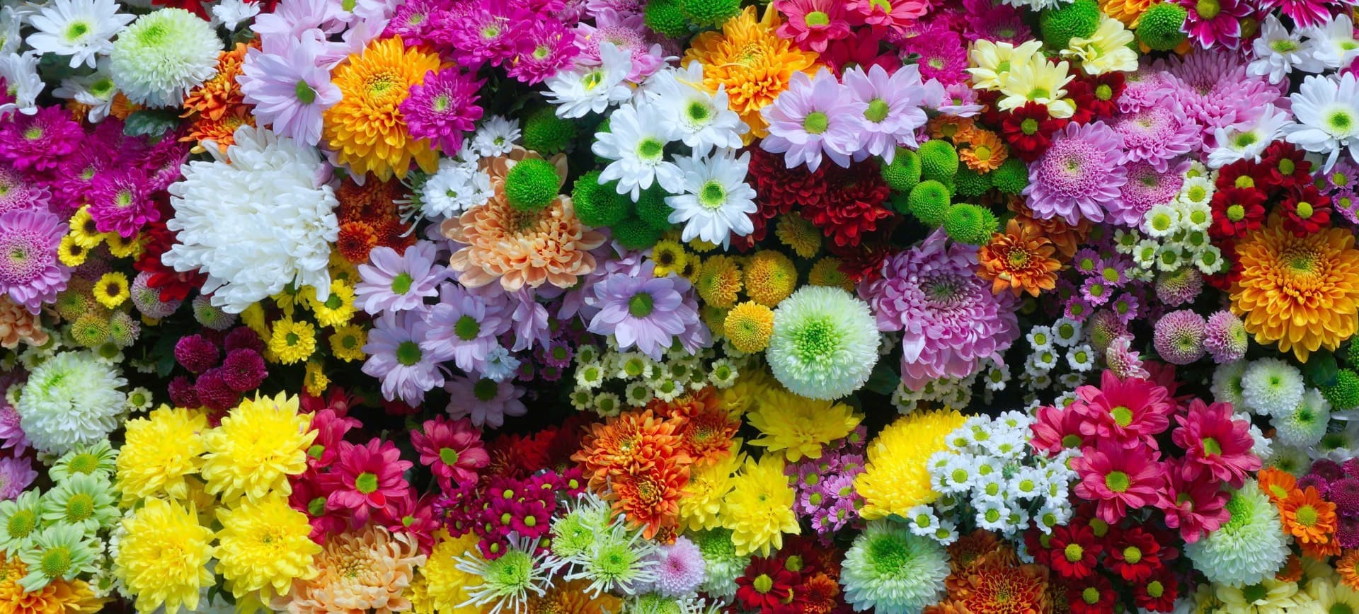 Vivero de plantas en Ponteareas