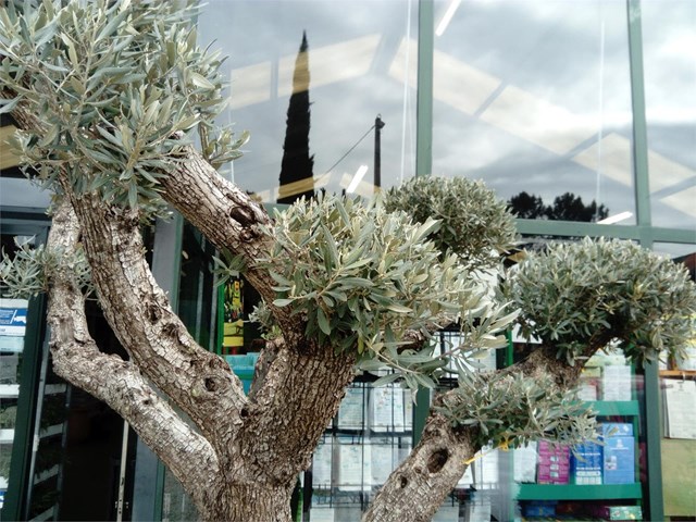 Olivo bonsai